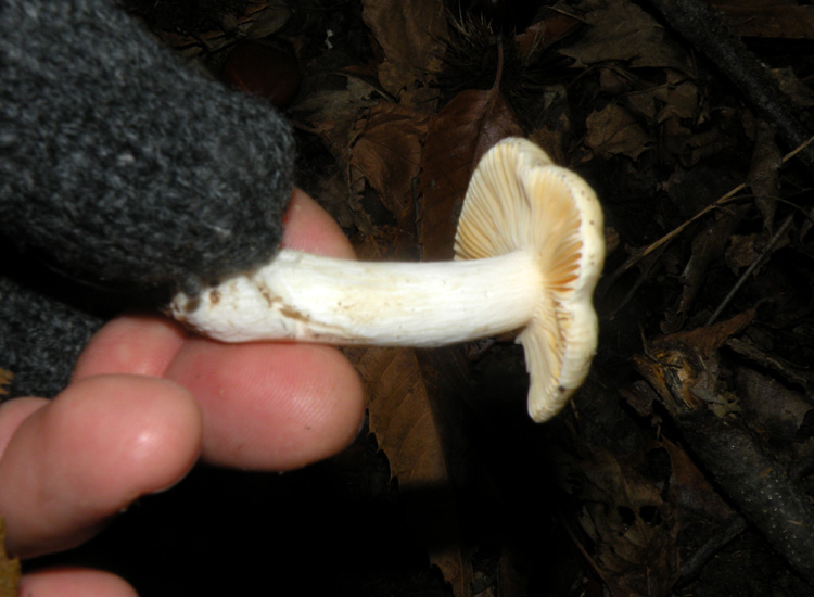 Russula fellea?